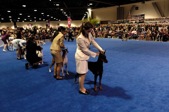 The 2019 AKC National Dog Show will air on Wednesday, Jan. 1 on Animal Planet at 6 p.m.