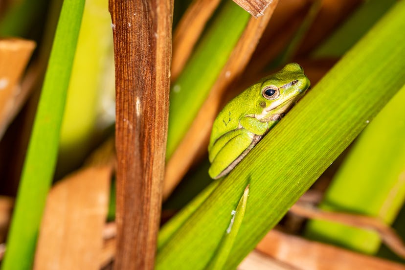 A green frog relaxes amongst green leaves. Accomplish the most difficult and urgent tasks before get...