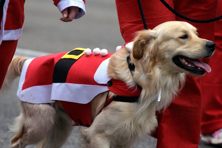 These photos of dogs with Santa