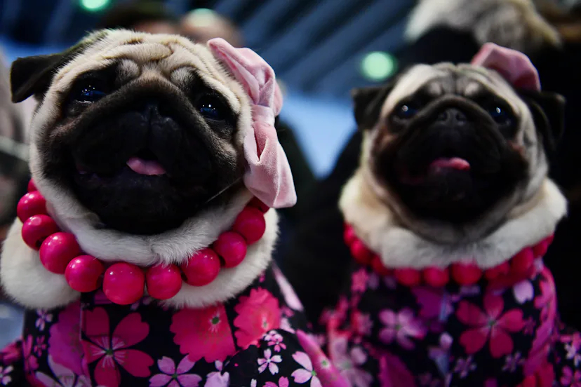 The 16 Best Dog Breeds To Adopt In Your 20s & 30s