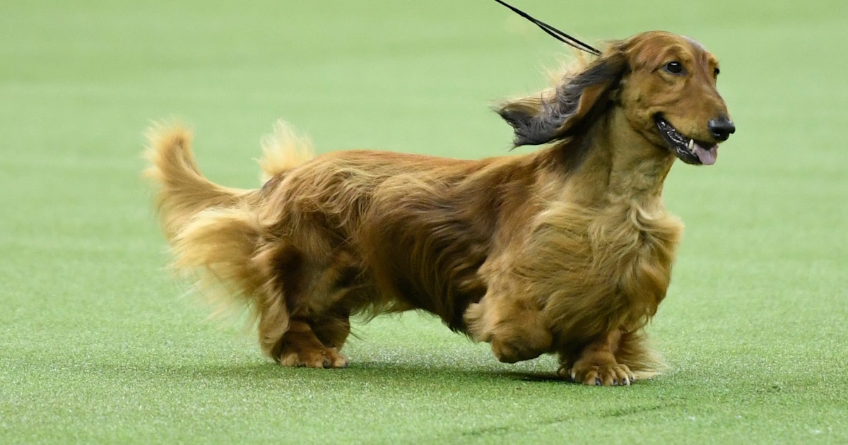 15 Old Fashioned Dog Names That Are Way More Appropriate