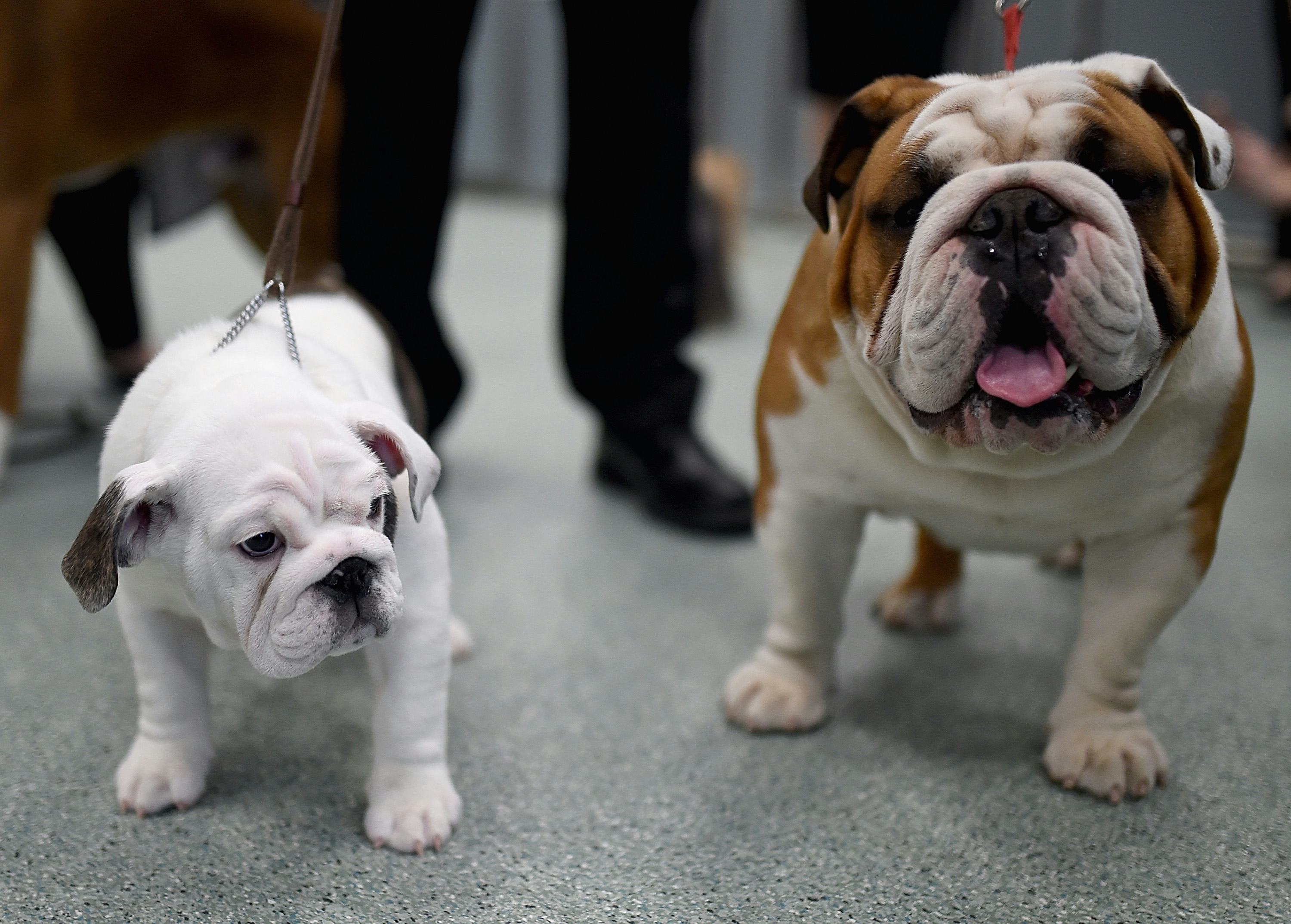 The Top 10 Dog Breeds On Instagram, According To Popular Hashtags