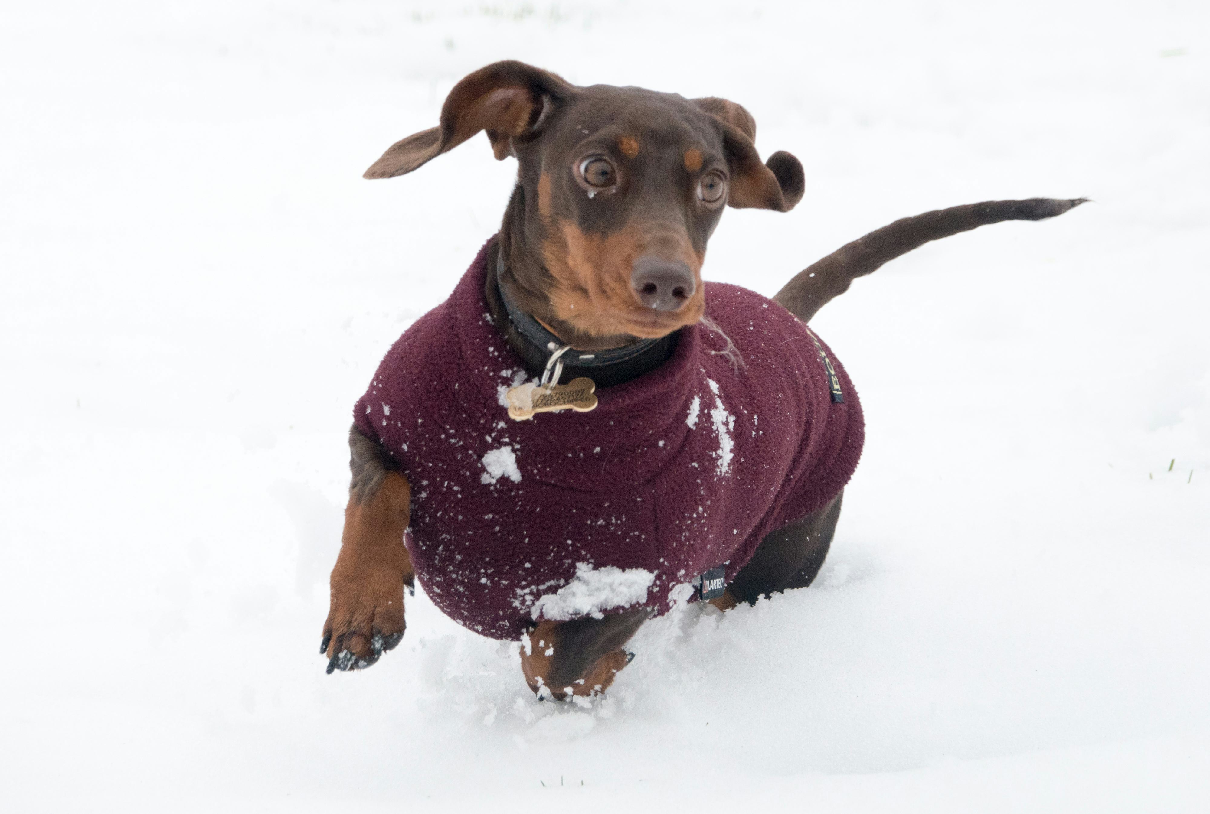 The Top 10 Dog Breeds On Instagram, According To Popular Hashtags