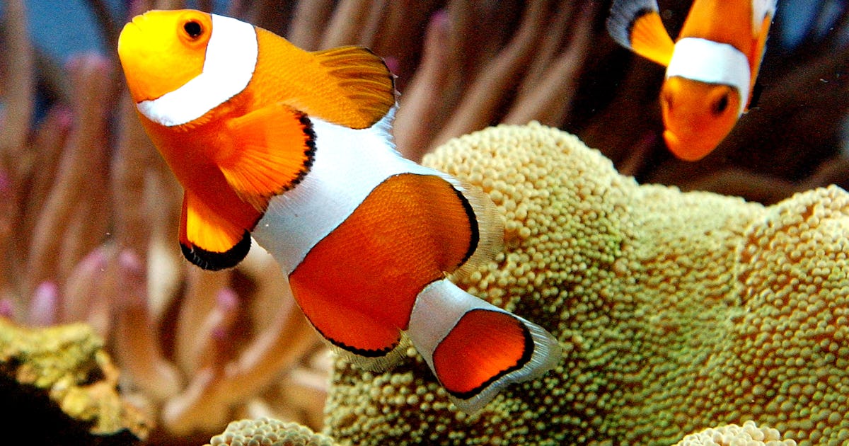 What Does It Mean If You Dream About Fish? Here's What Your Subconscious Is Trying To Tell You What Does It Mean If You Dream About Fish? Here's What Your Subconscious Is Trying To Tell You