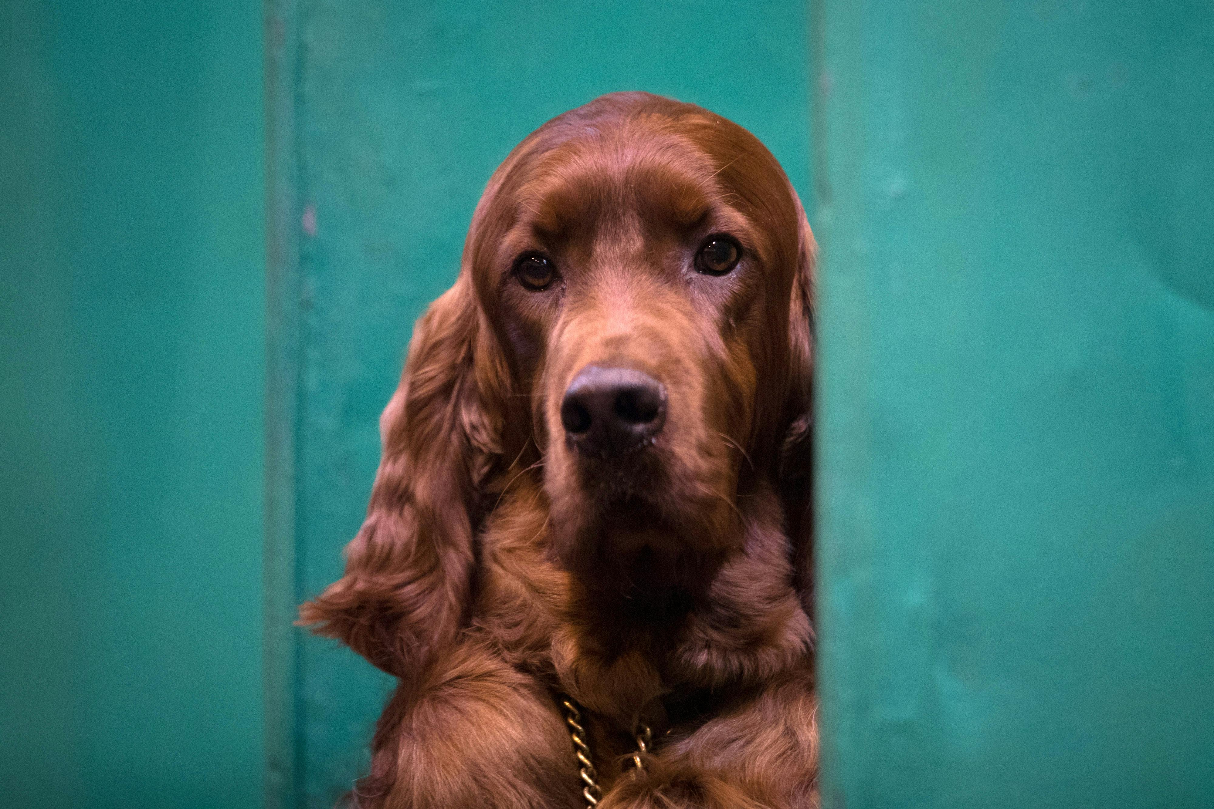 5 Irish Dog Breeds That Will Have You Ready To Adopt Name It Shamrock