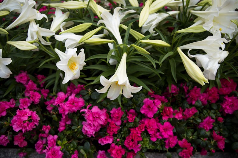 21 Spring 19 Instagram Captions About Flowers 21 Spring 19 Instagram Captions About Flowers