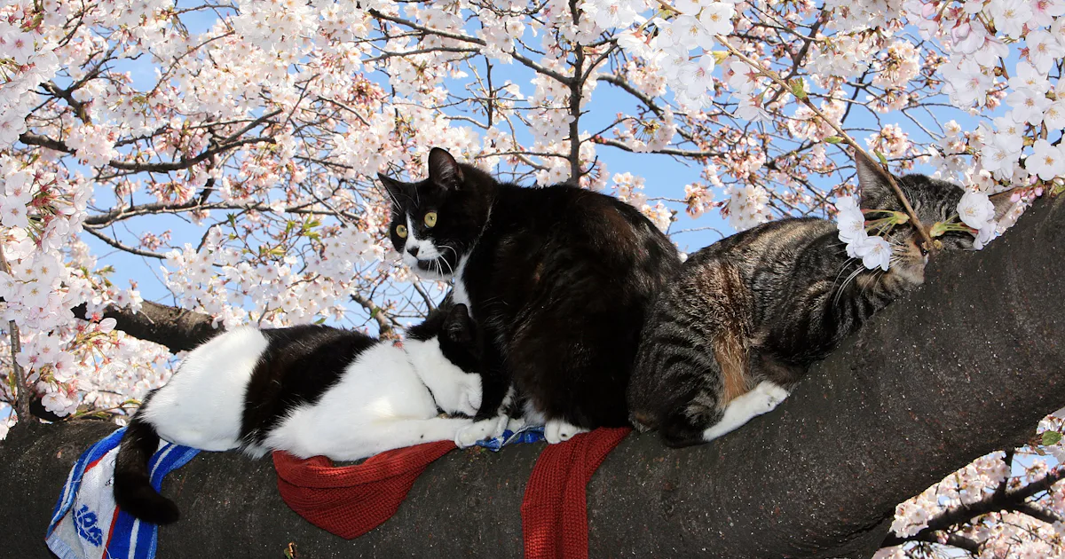 15 March 2019 Cat Names Inspired By All The Things You Love About Spring