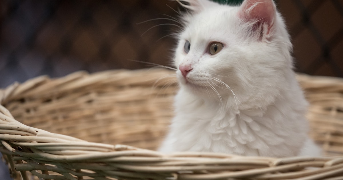 What Do Dreams About Cats Mean Here S What Your Sleeping Brain