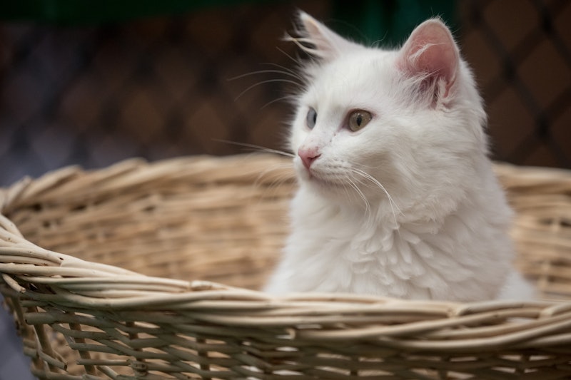 What Do Dreams About Cats Mean Here S What Your Sleeping Brain May Be Telling You