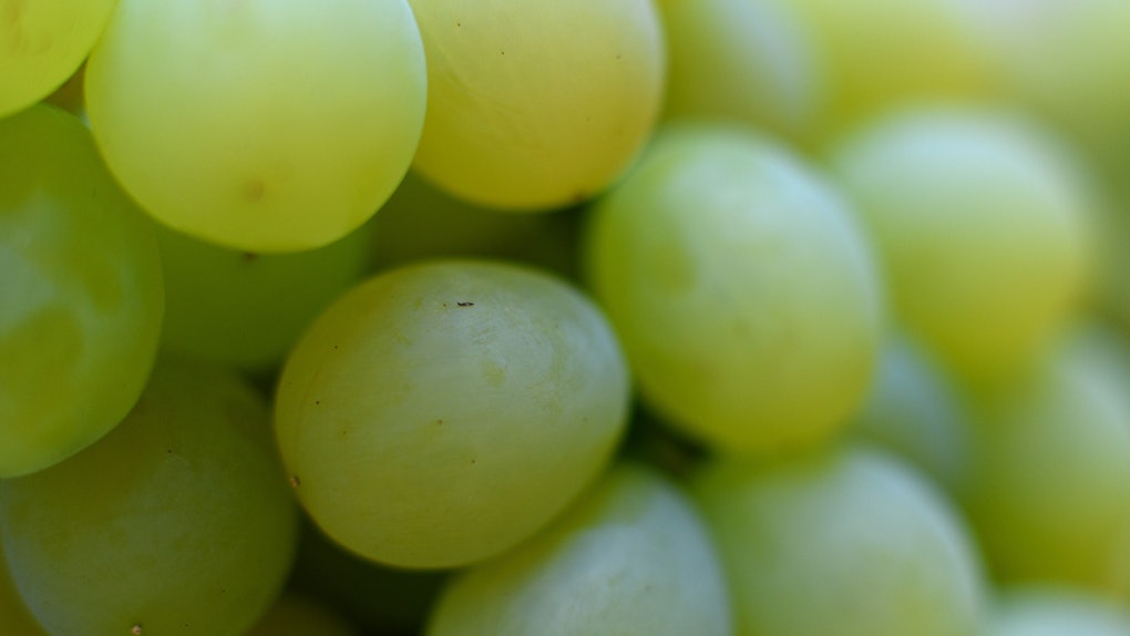 Where Are Cotton Candy Grapes Sold The Sweet Delicacy Isn T Hard To Find