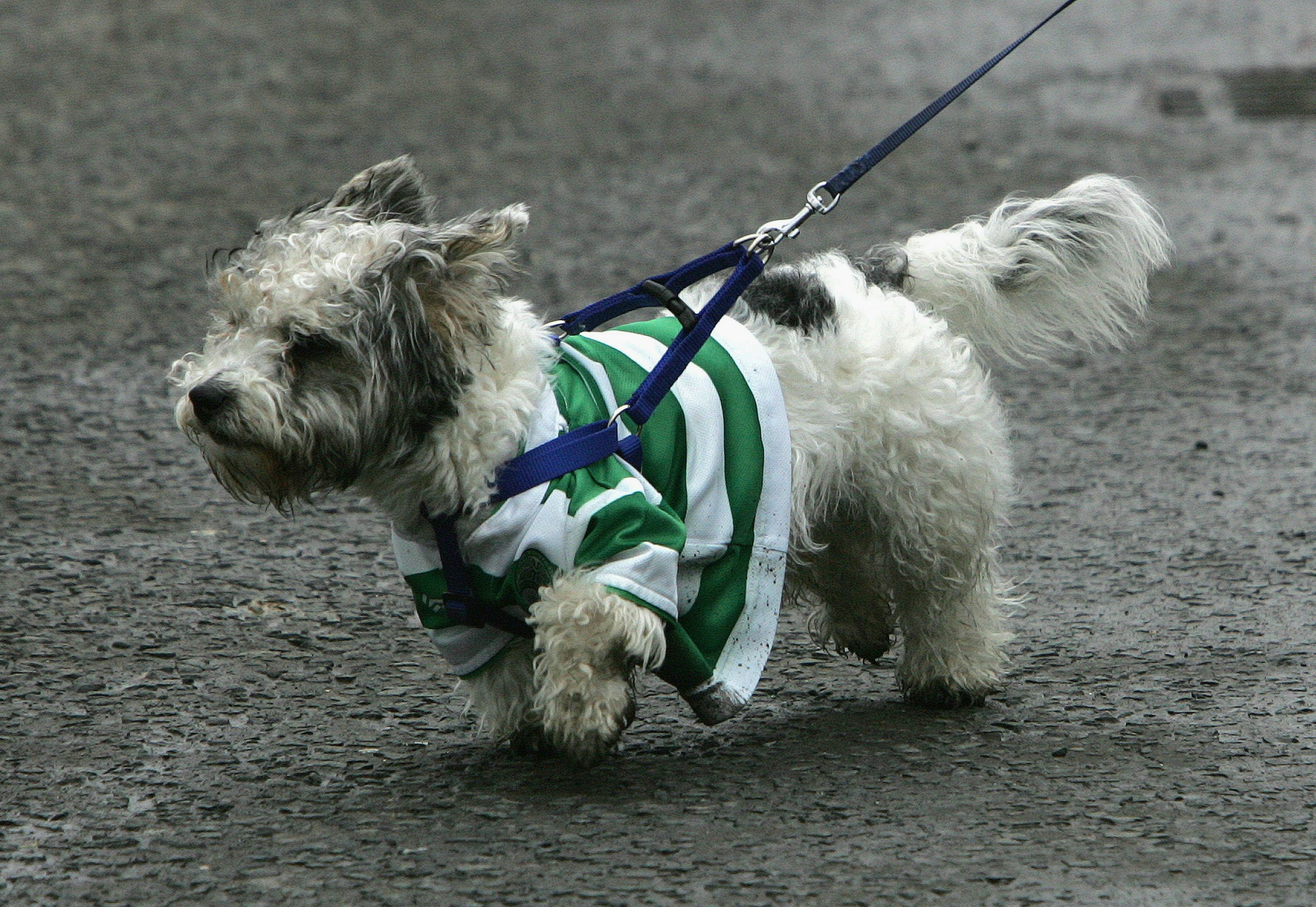 julius caesar dog harness