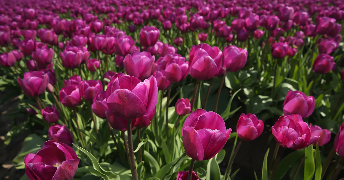 What Is The Spring Equinox? The First Day Of Spring Is Reason To Celebrate