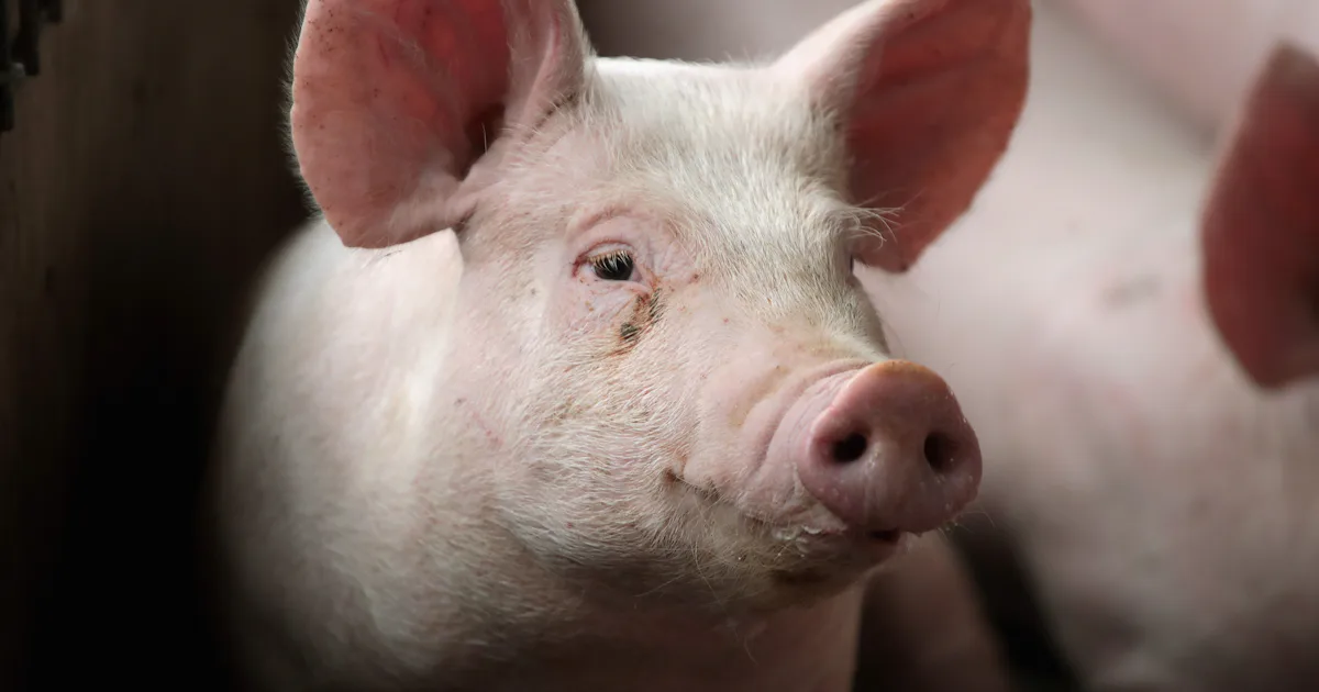 Scientists Revived Dead Pigs’ Brain Cells In An Experiment & Here’s ...