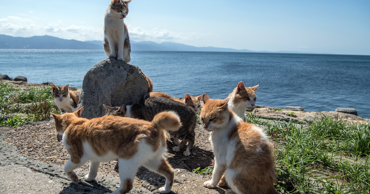 11 Cat Breeds That Act Like Dogs Even Though They Are Cats