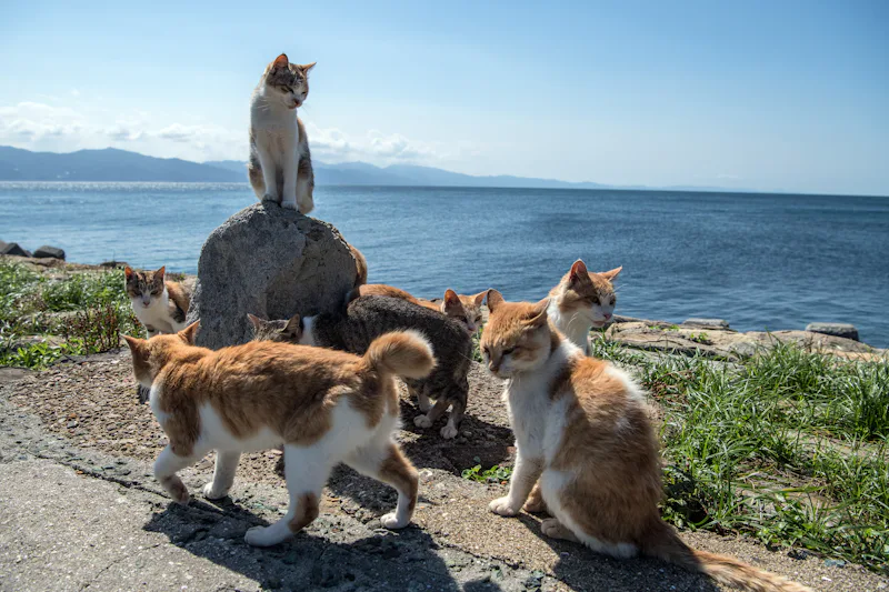11 Cat Breeds That Act Like Dogs Even Though They Are Cats 11 Cat Breeds That Act Like Dogs Even Though They Are Cats