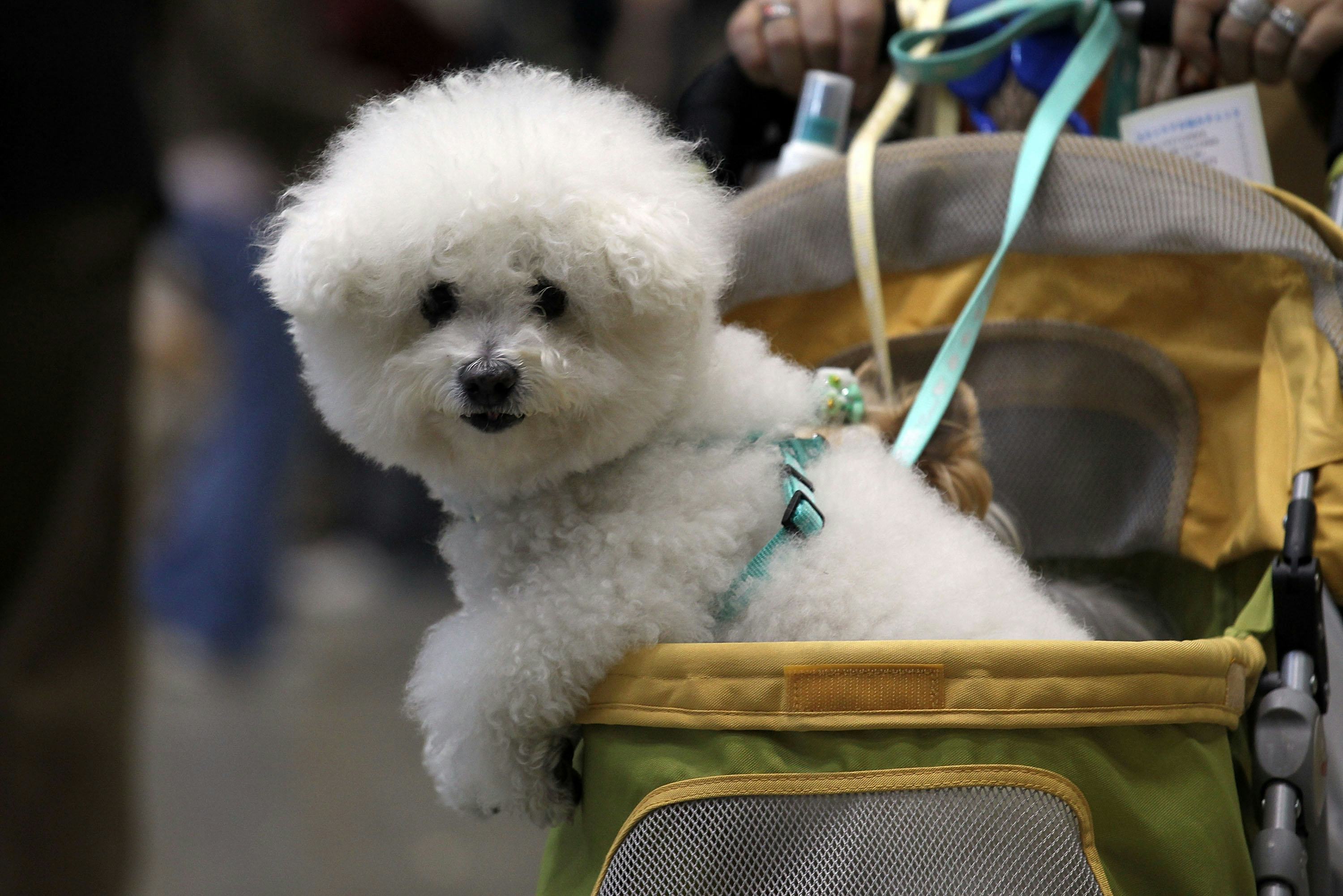 8 Best Dog Breeds For Gemini Zodiac Signs