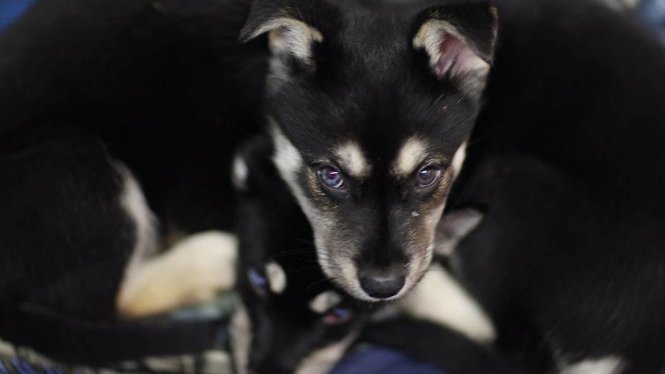 21 Reasons To Rescue A Dog From A Shelter If You Re Used To Buying