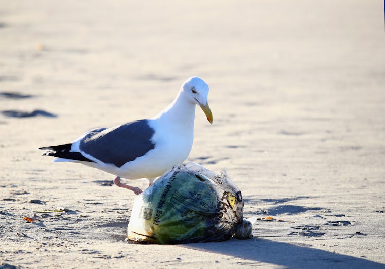 What Does 'Biodegradable' Actually Mean? Here's Why It Might Not Be The ...