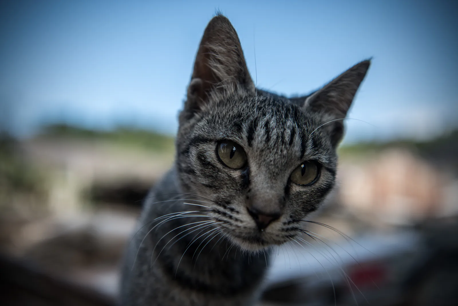 Do Cats Know Their Own Names Scientists Talked To A Bunch Of Them To Do Cats Know Their Own Names Scientists Talked To A Bunch Of Them To