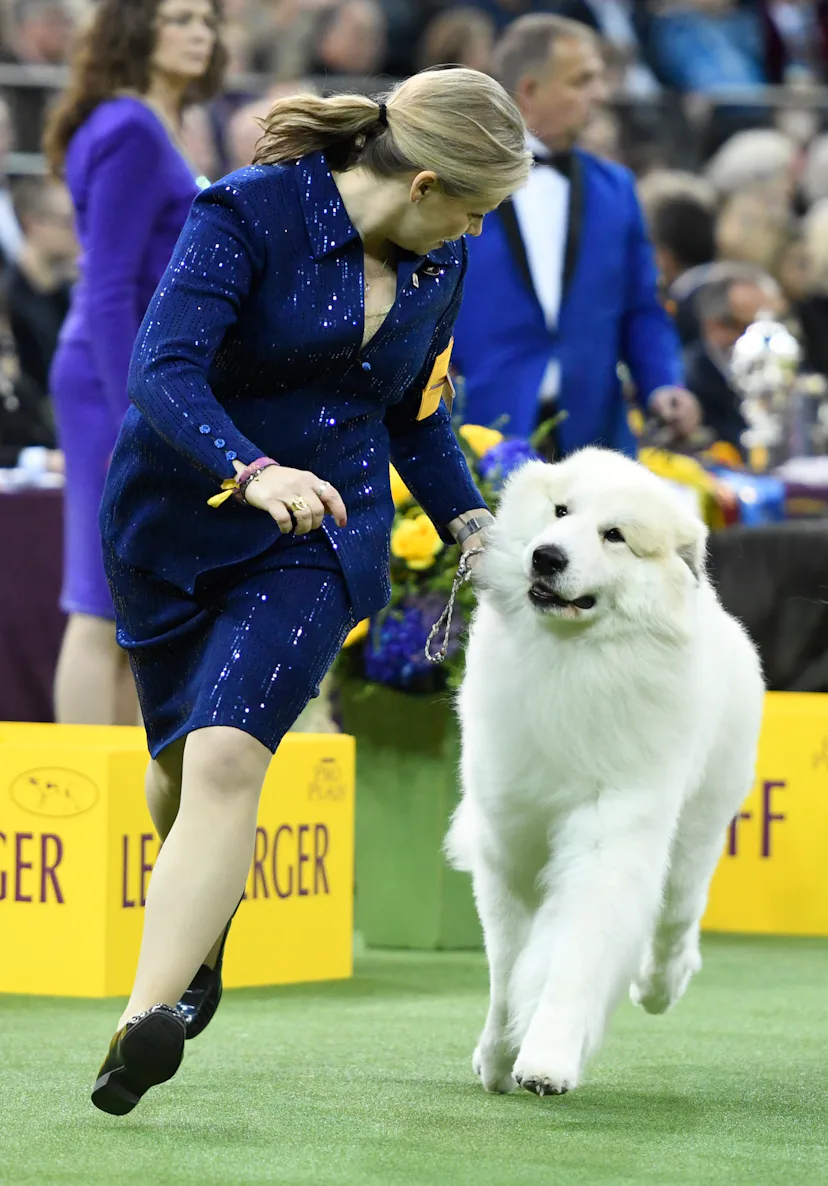 Moderately Active Dogs The 15 Best Active Dog Breeds To Match Your Lifestyle