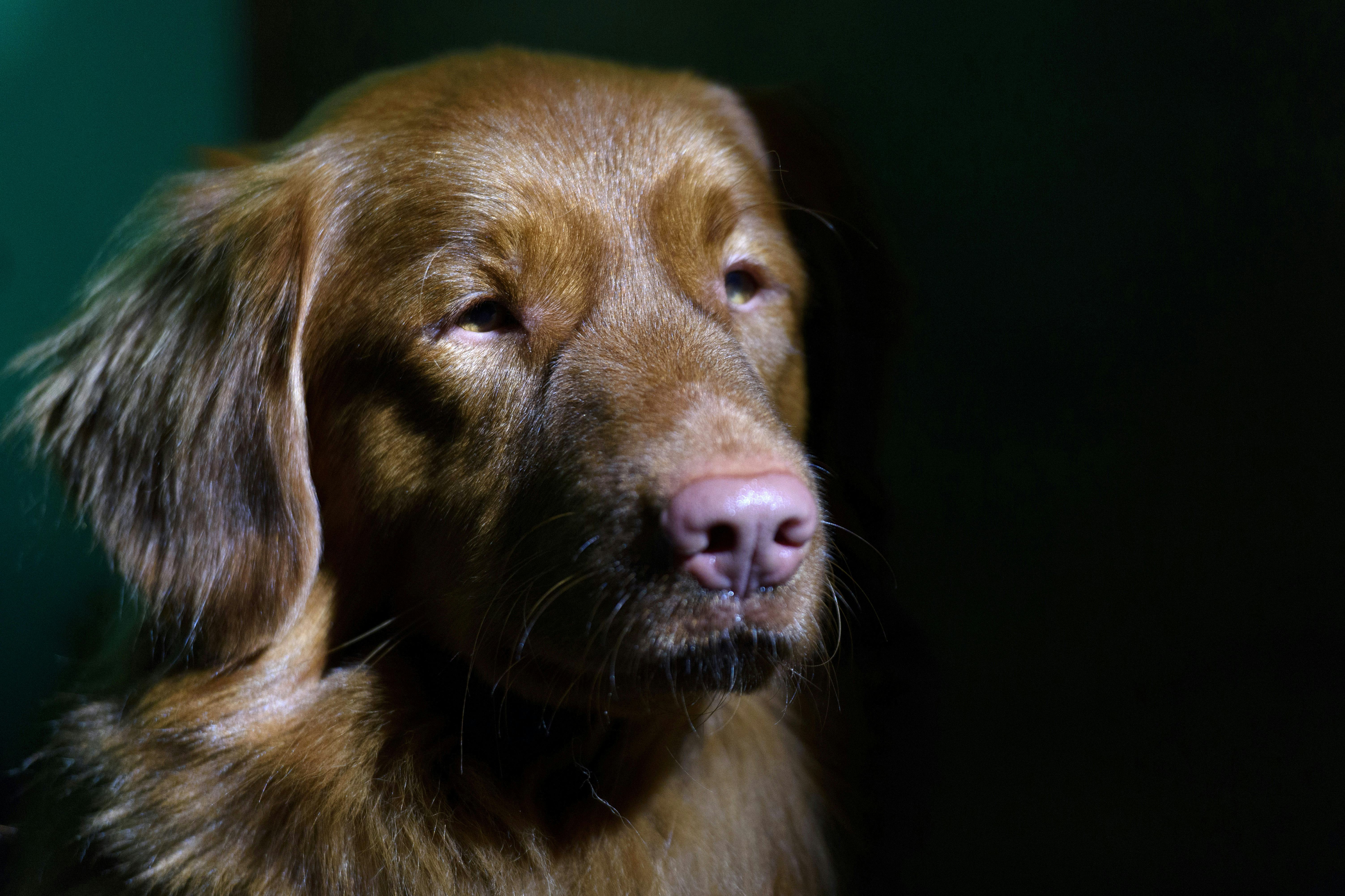 9 Best Dog Breeds For Sagittarius Zodiac Signs