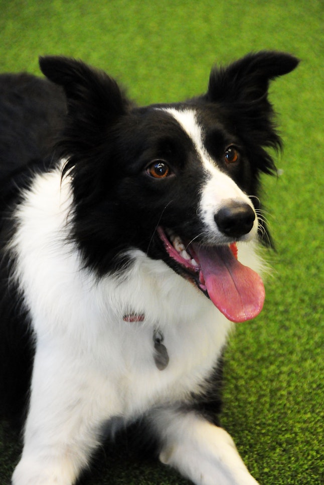 9 Best Dog Breeds For Sagittarius Zodiac Signs