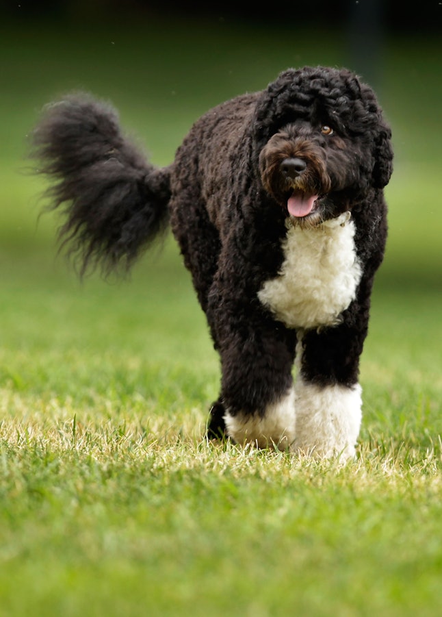 9 Best Dog Breeds For Sagittarius Zodiac Signs