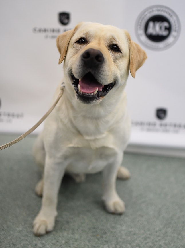 9 Best Dog Breeds For Sagittarius Zodiac Signs