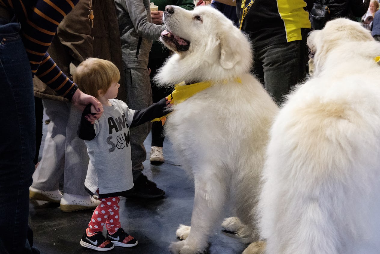 The 12 Most Protective Dog Breeds & How To Choose One For Your Family