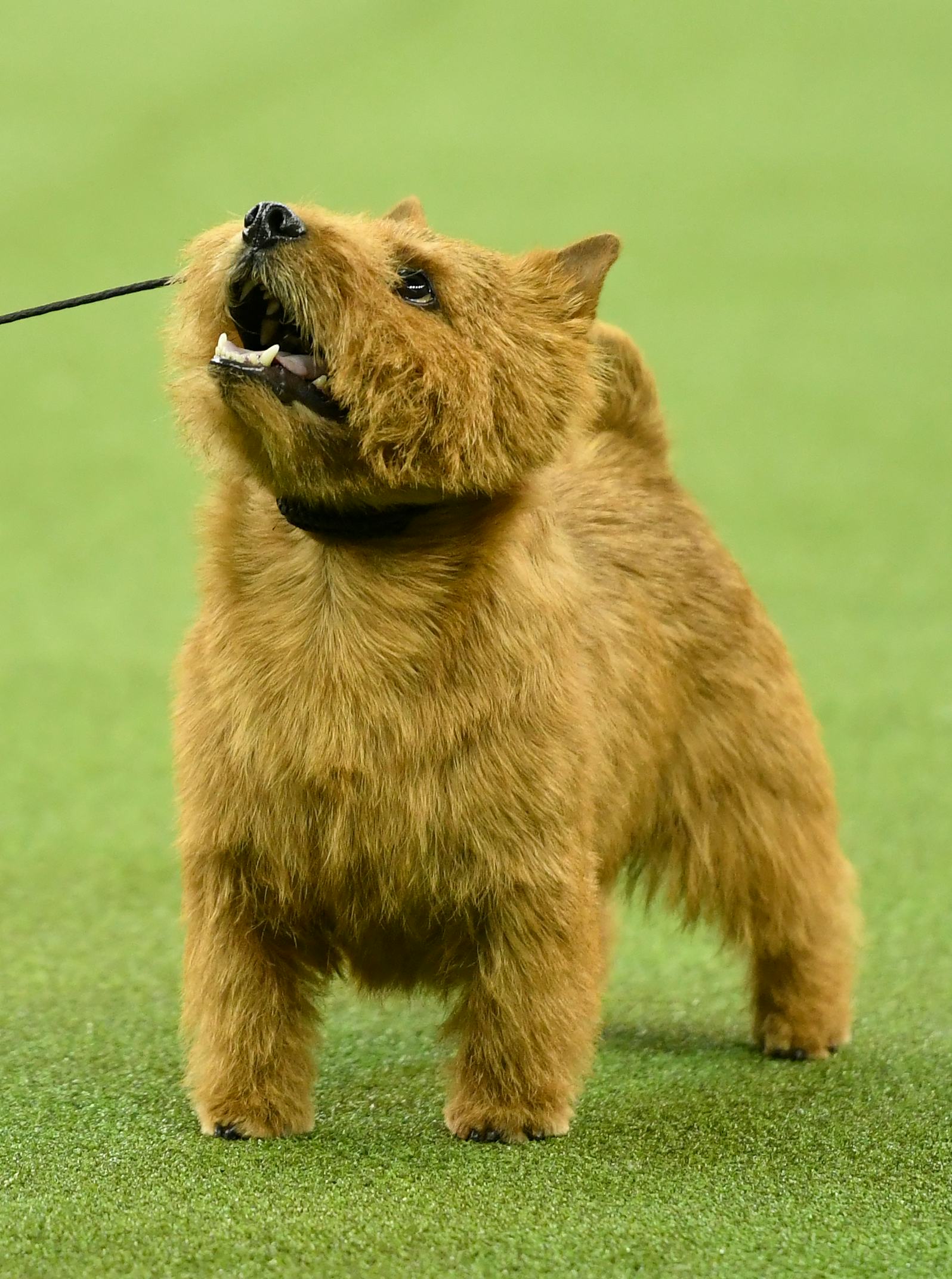 11 Best Dog Breeds For Travel, So You Always Have An Adventure Buddy