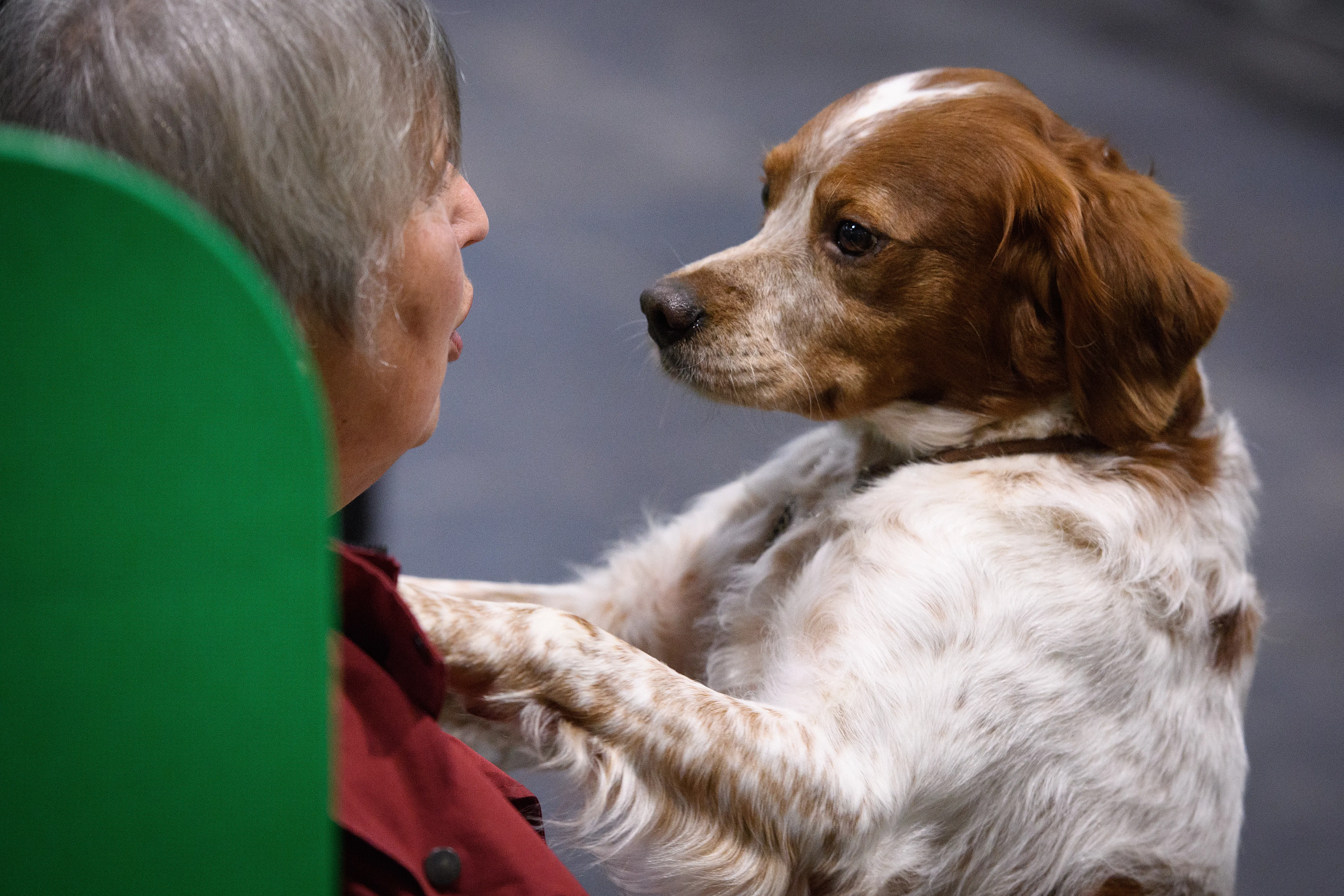 11 Best Dog Breeds For Travel, So You Always Have An Adventure Buddy