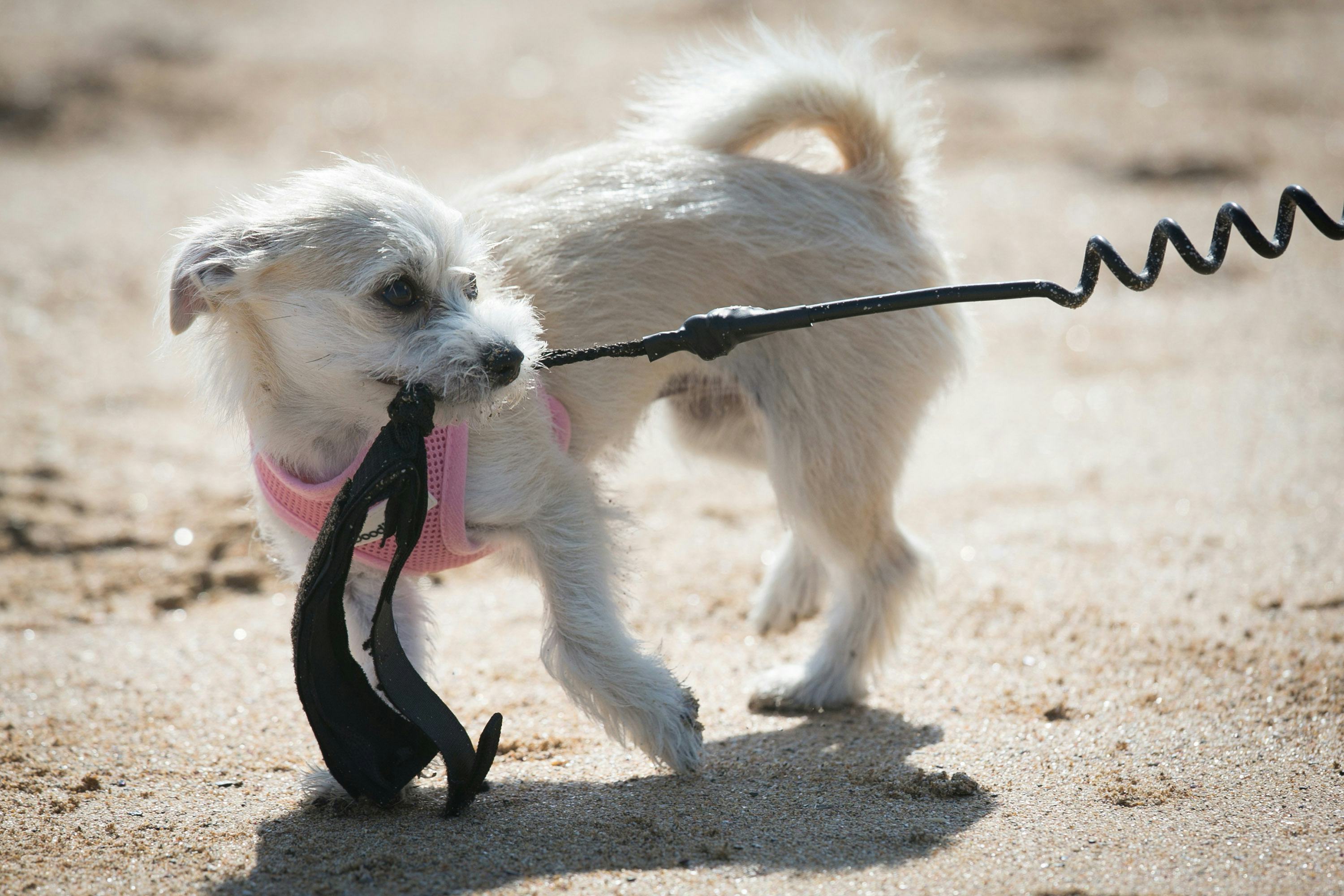 How Long Can A Dog Be In The Sun? 11 Things To Know About Summer & Your Pup