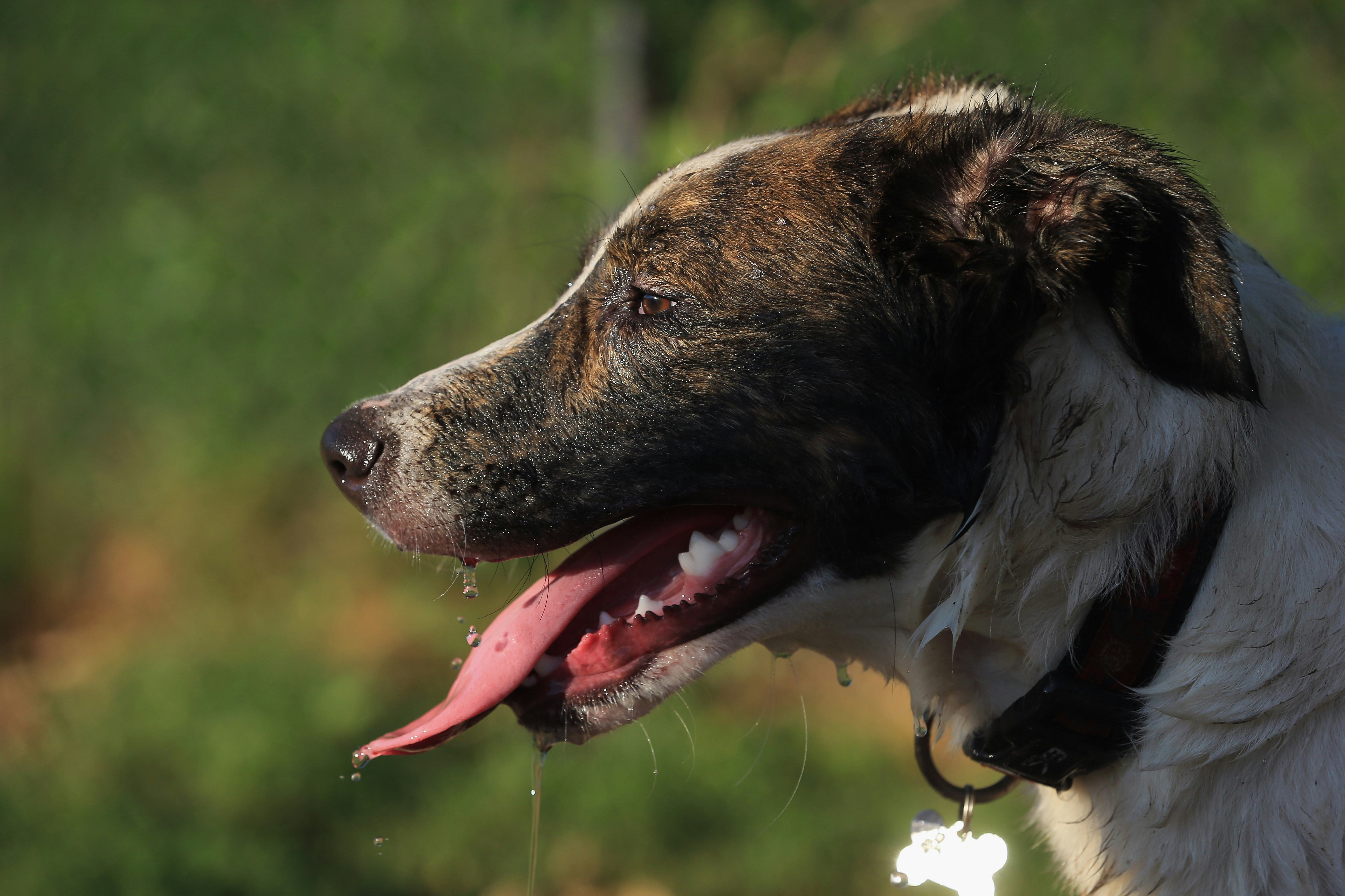 How Long Can A Dog Be In The Sun? 11 Things To Know About Summer & Your Pup