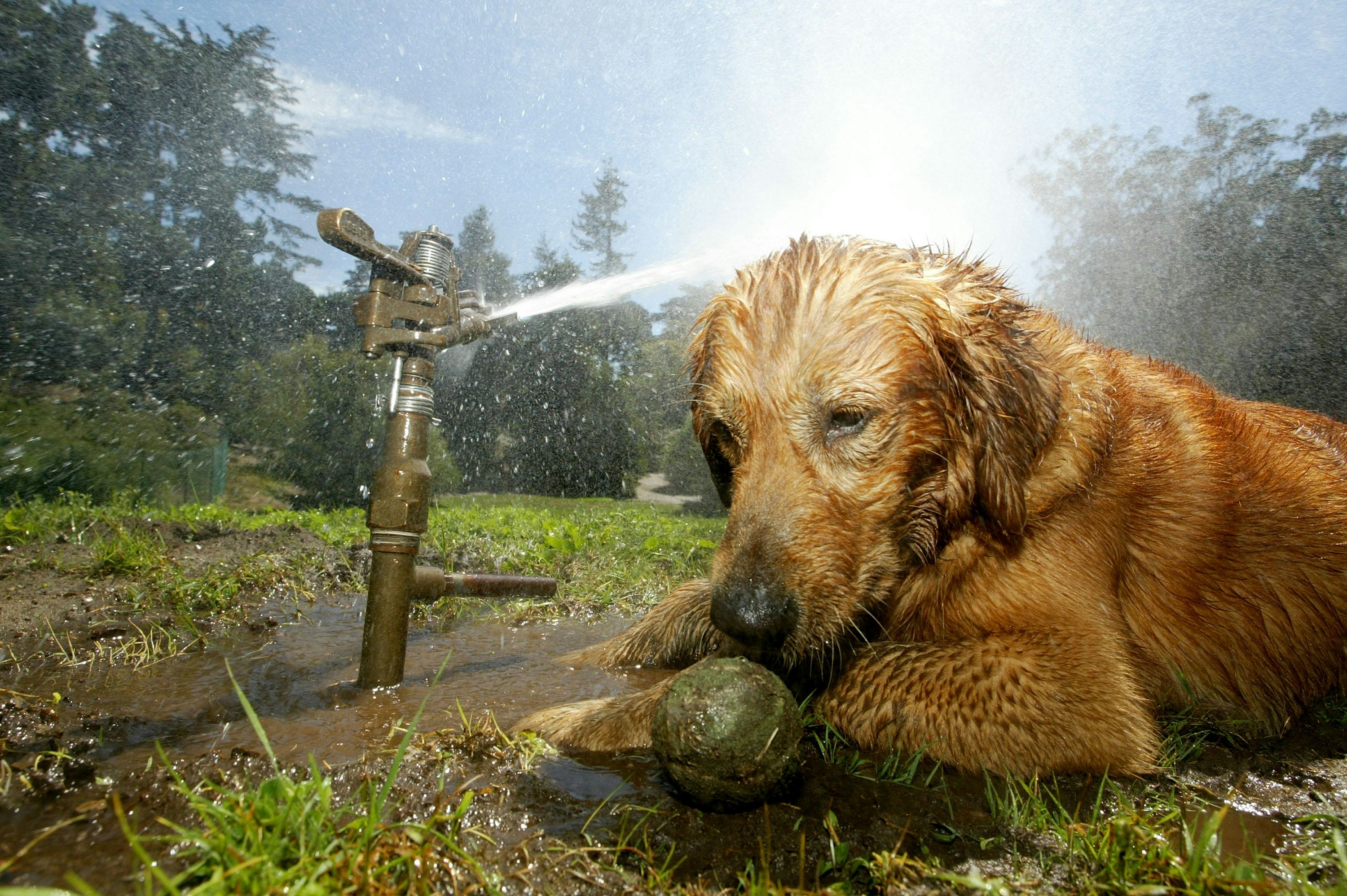 How Long Can A Dog Be In The Sun? 11 Things To Know About Summer & Your Pup