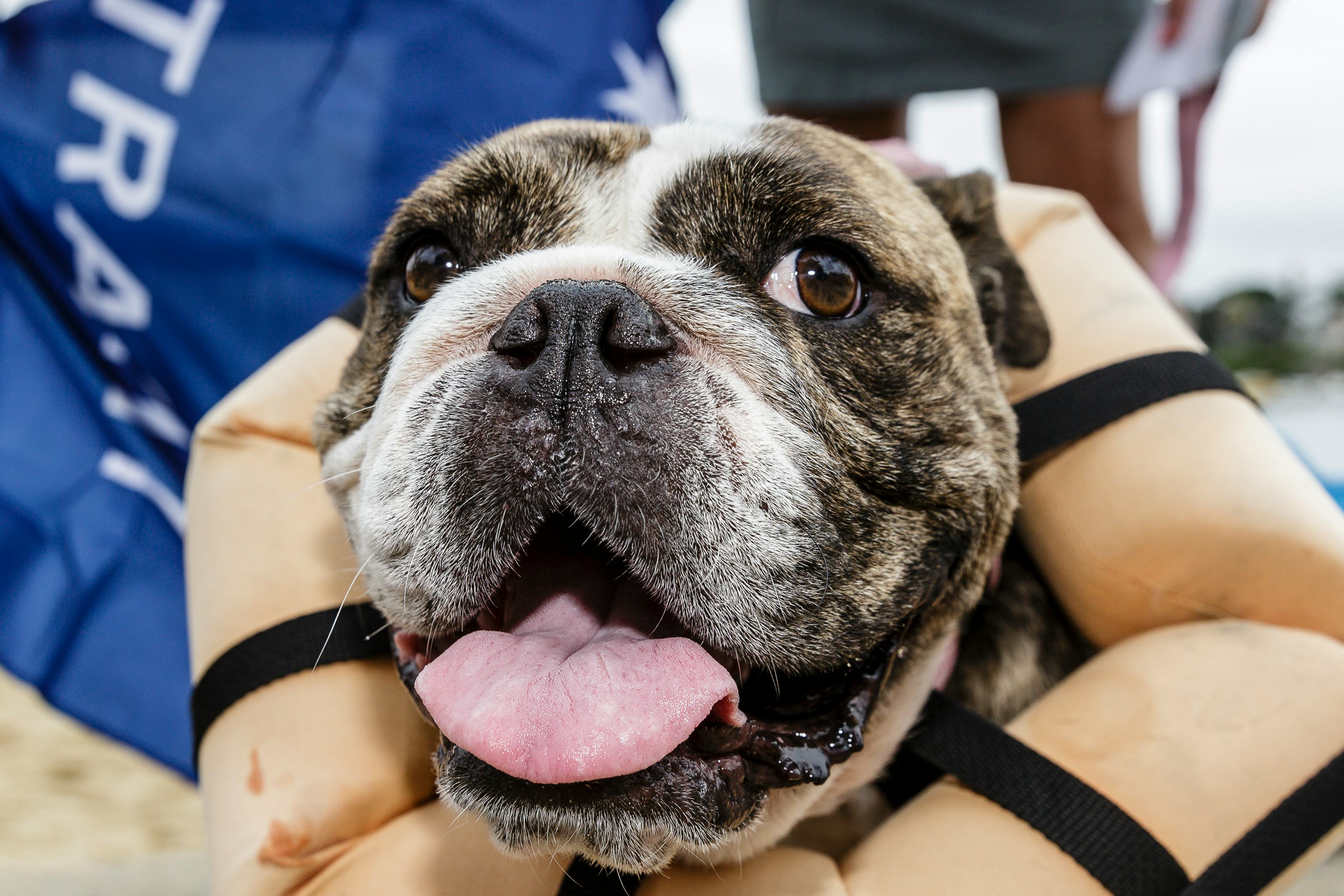 How Long Can A Dog Be In The Sun? 11 Things To Know About Summer & Your Pup