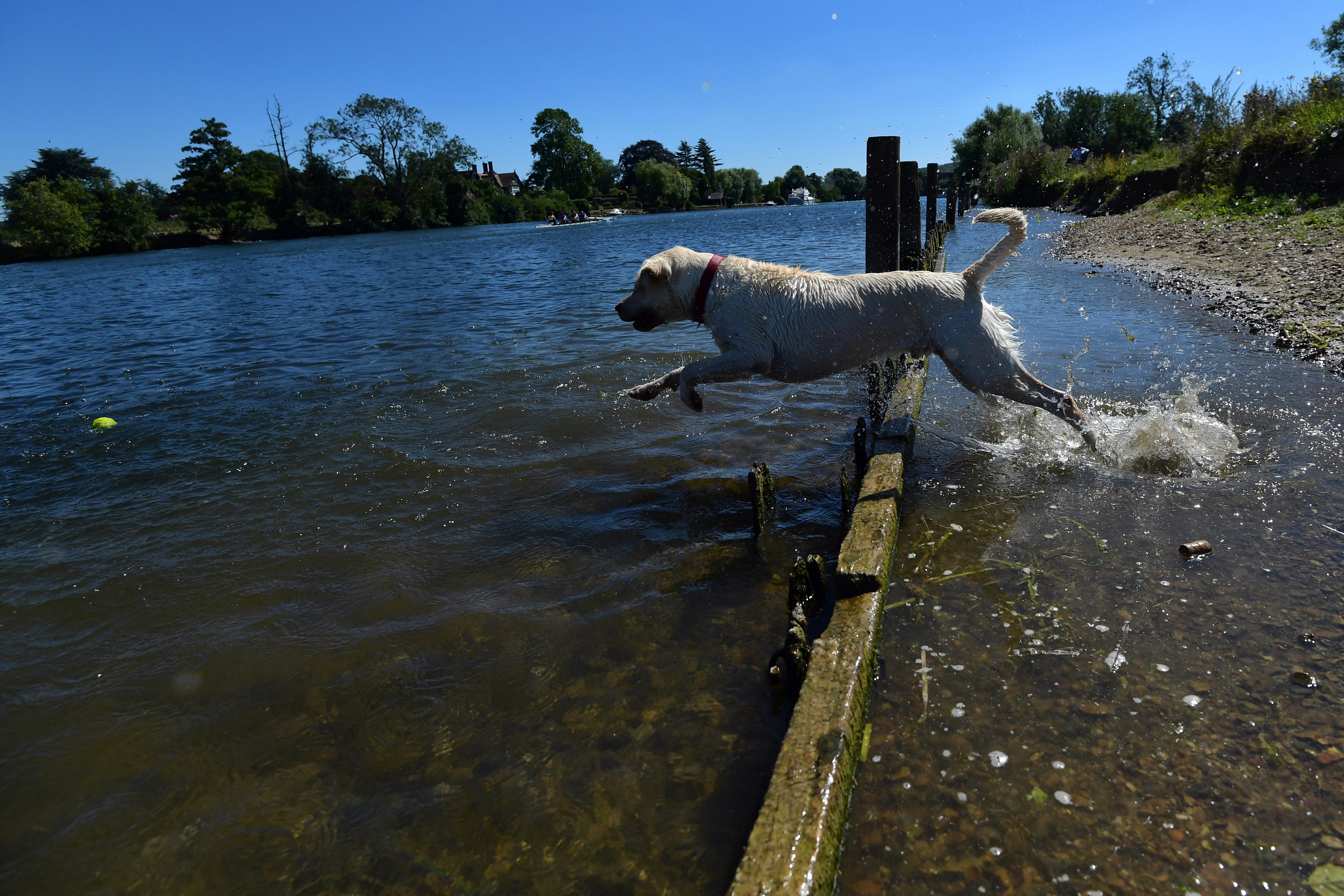 6 Best Dog Breeds For Trail Runners So Your Pup Can Keep Up With You