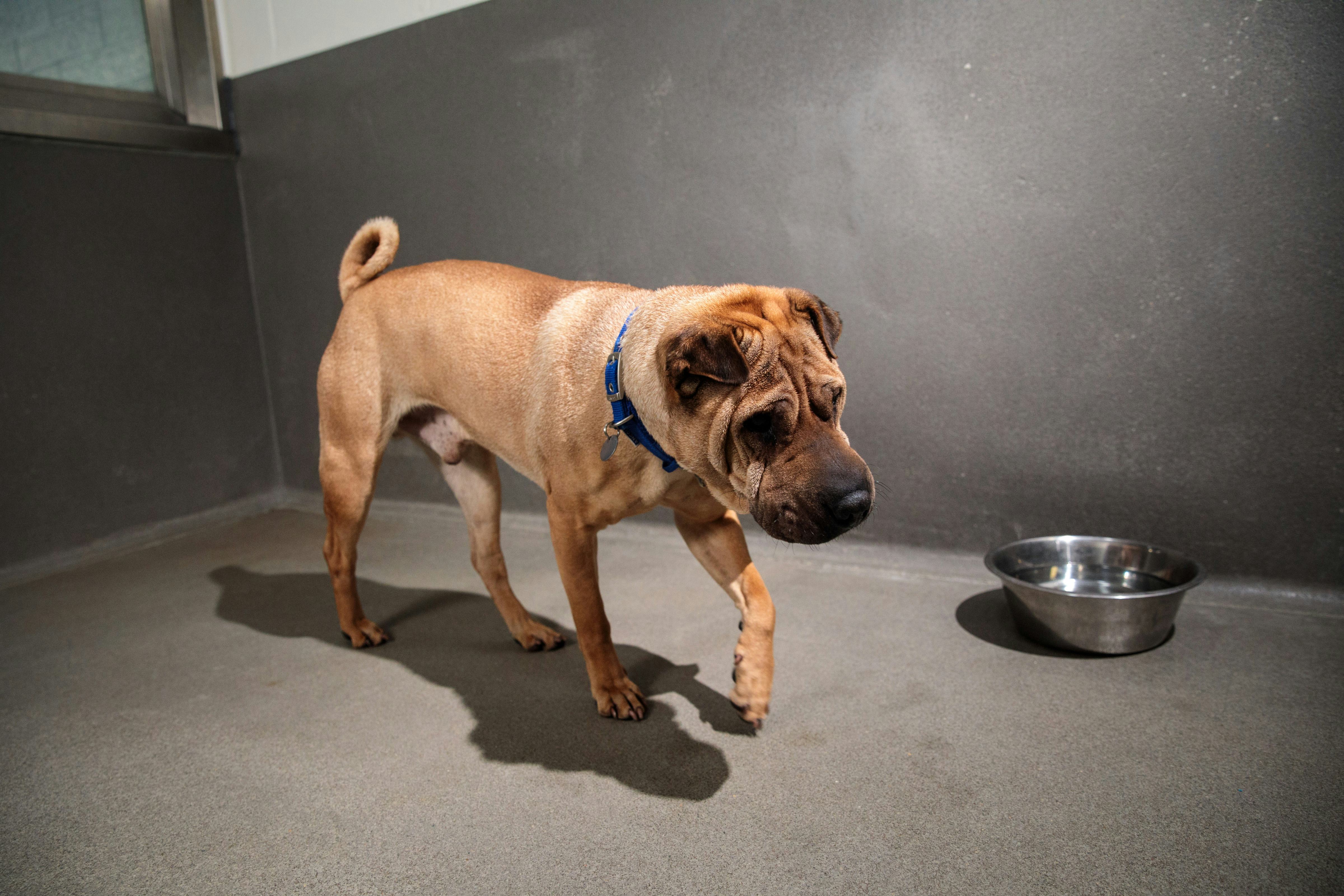 12 Dog Breeds That Can Be Left Alone