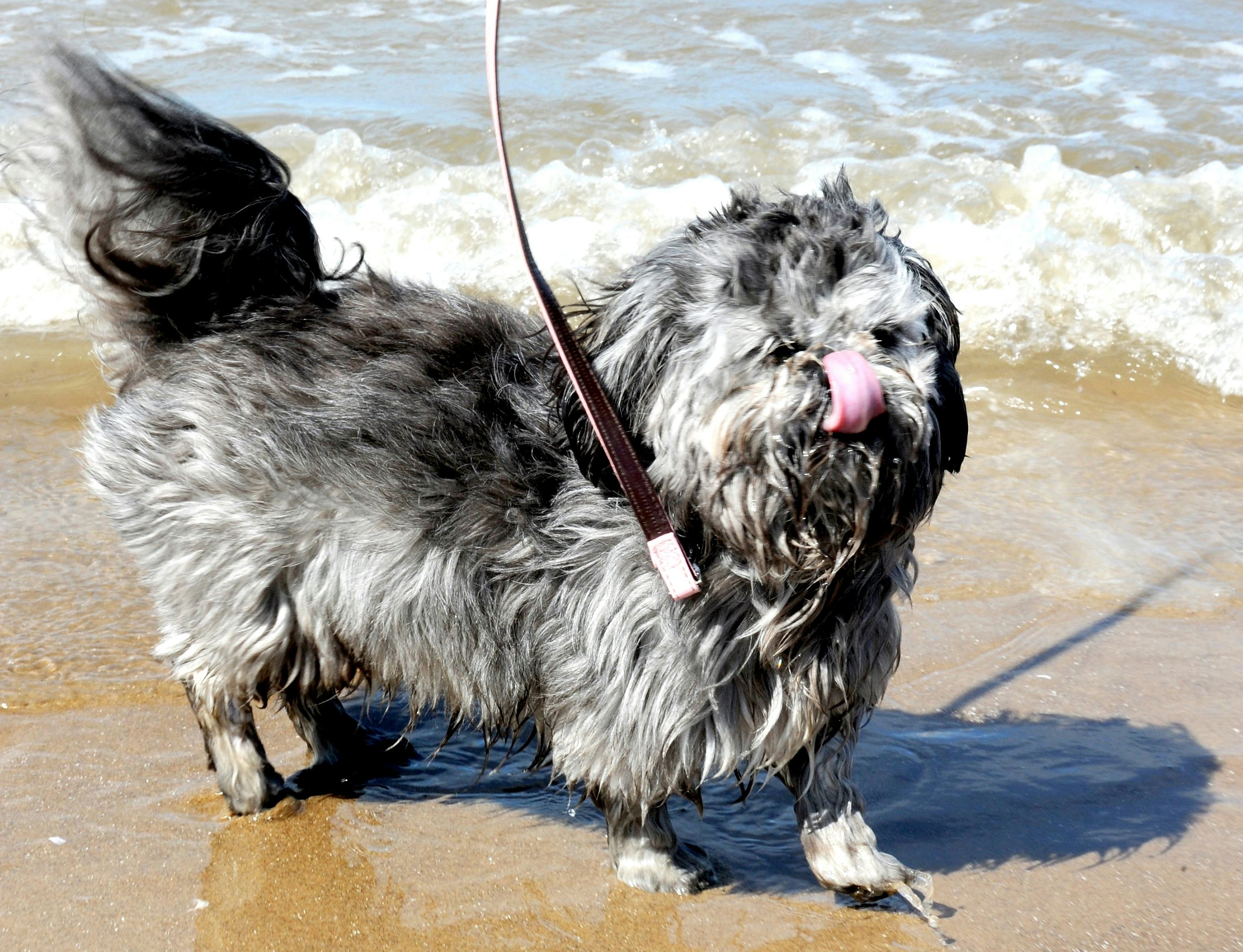 7 Best Dog Breeds For People With PTSD