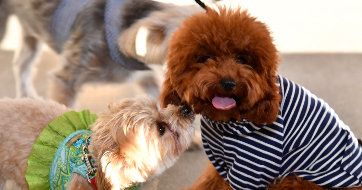 The 8 Most Well Behaved Dog Breeds You Can Bring To Brunch