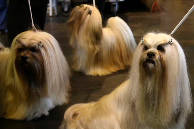 Picture of 12 Best Dog Breeds For Studio Apartments Because Sharing A Small Space ...