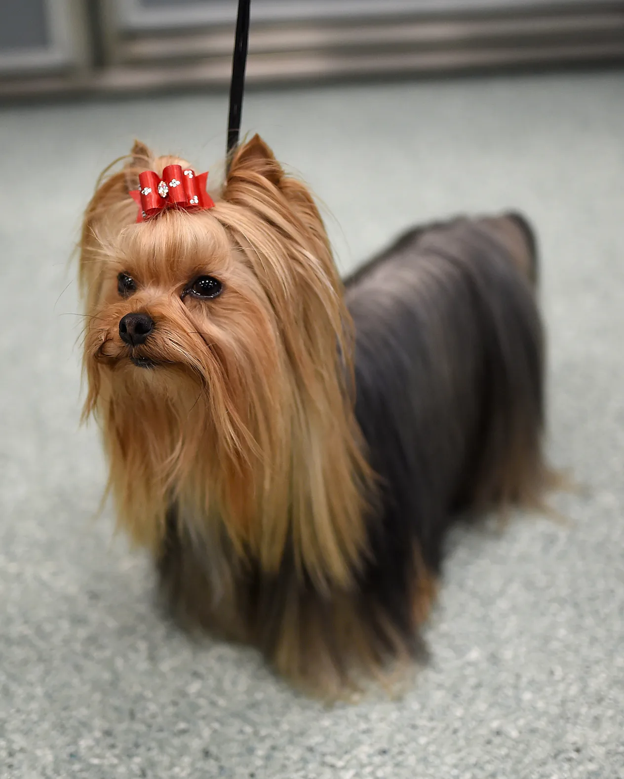 12 Best Dog Breeds For Studio Apartments Because Sharing A Small Space ...