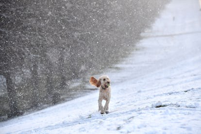 The 11 Best Dog Breeds For Hikers