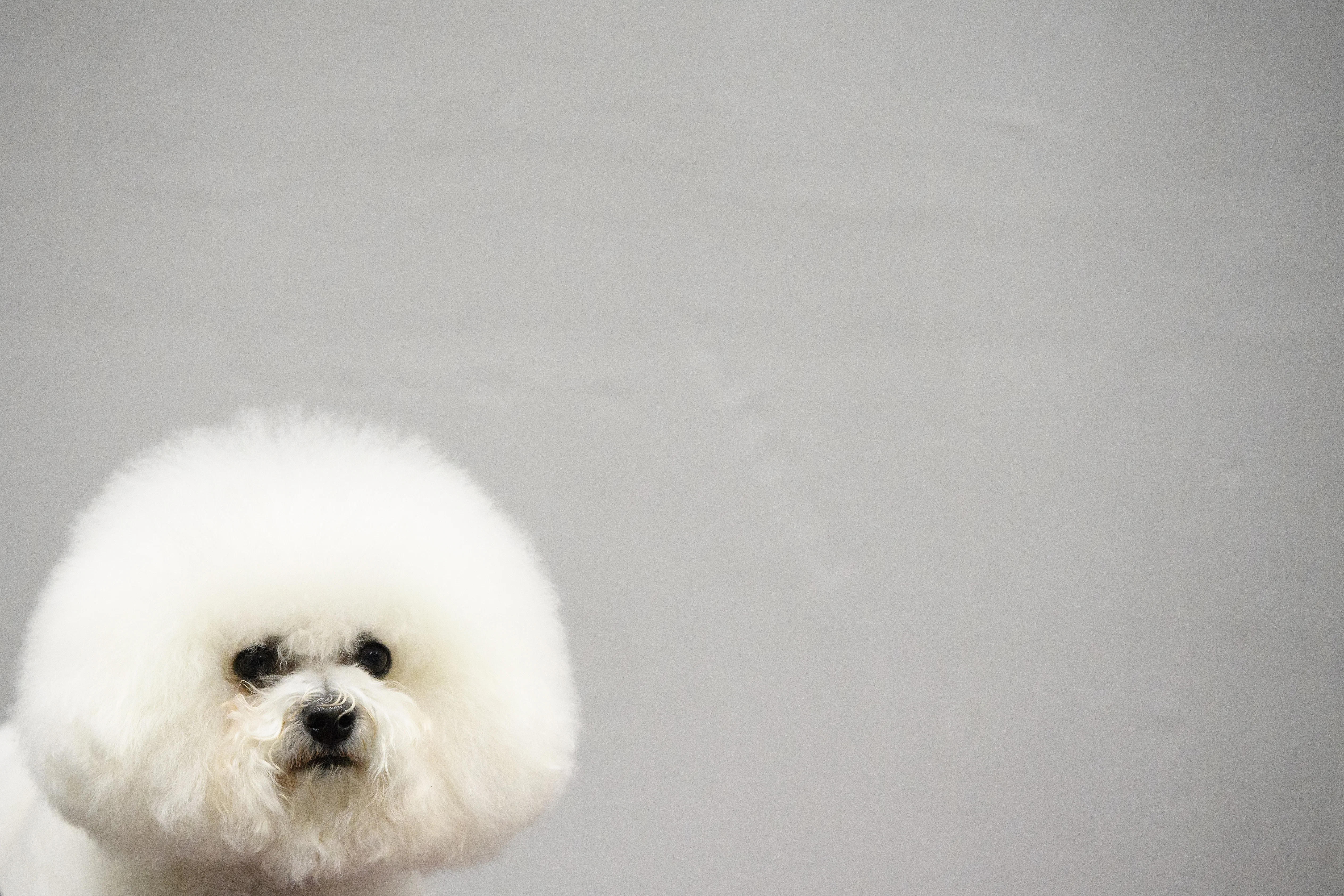 View of 12 Best Dog Breeds For Studio Apartments Because Sharing A Small Space ...