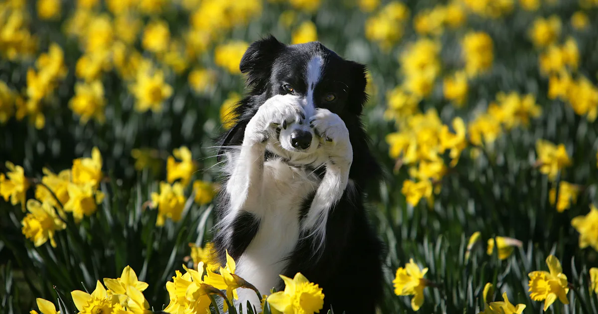 15 May 2019 Dog Names That Celebrate Spring & All Its Glory