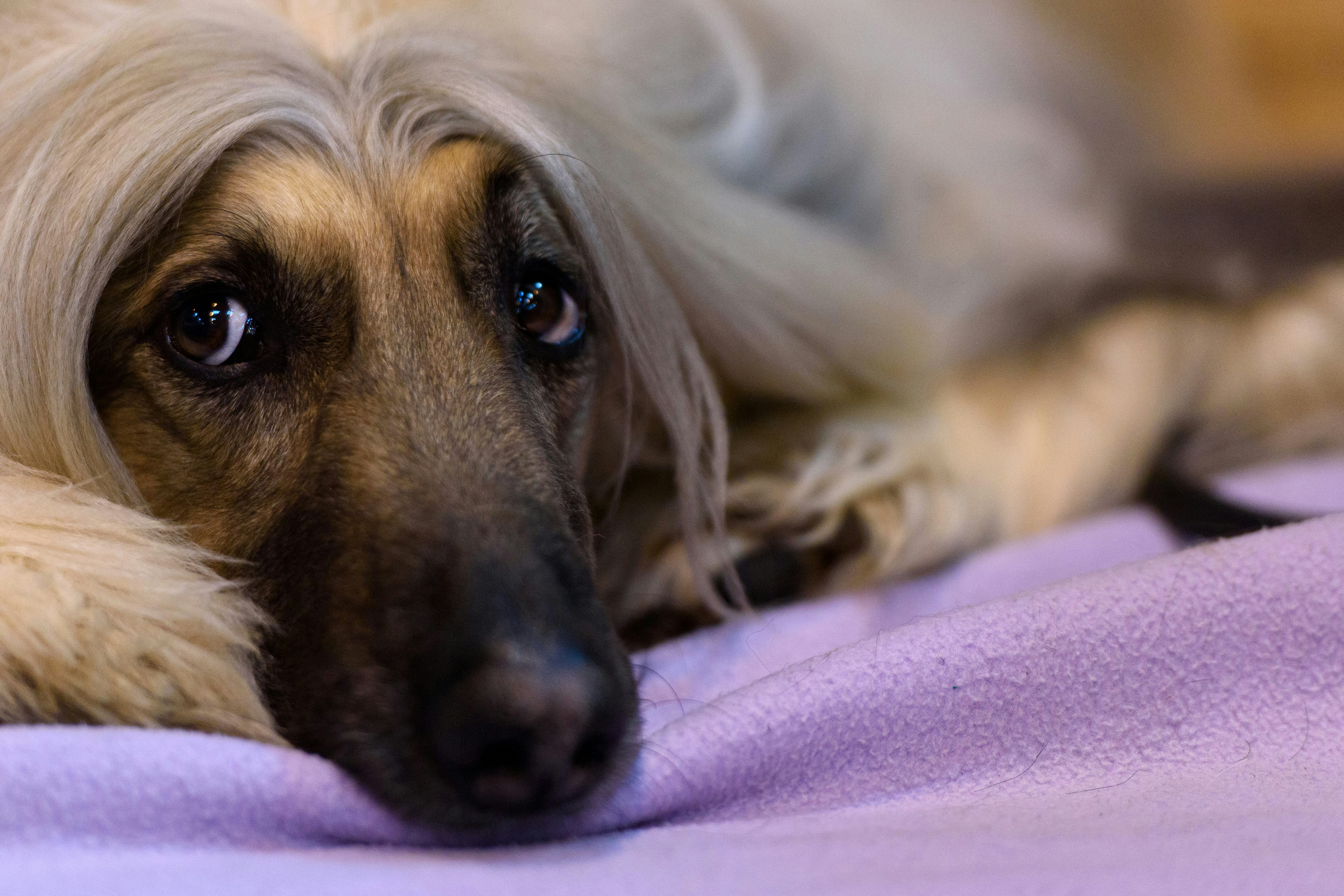 If You’re Adopting A Traumatized Dog, Here’s What Experts Want You To Know