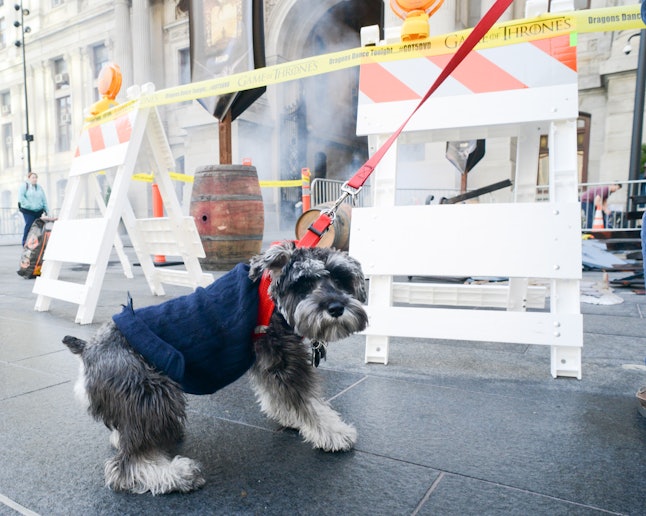 Dogs Can Smell Lung Cancer Biomarkers With 97% Accuracy, A ...