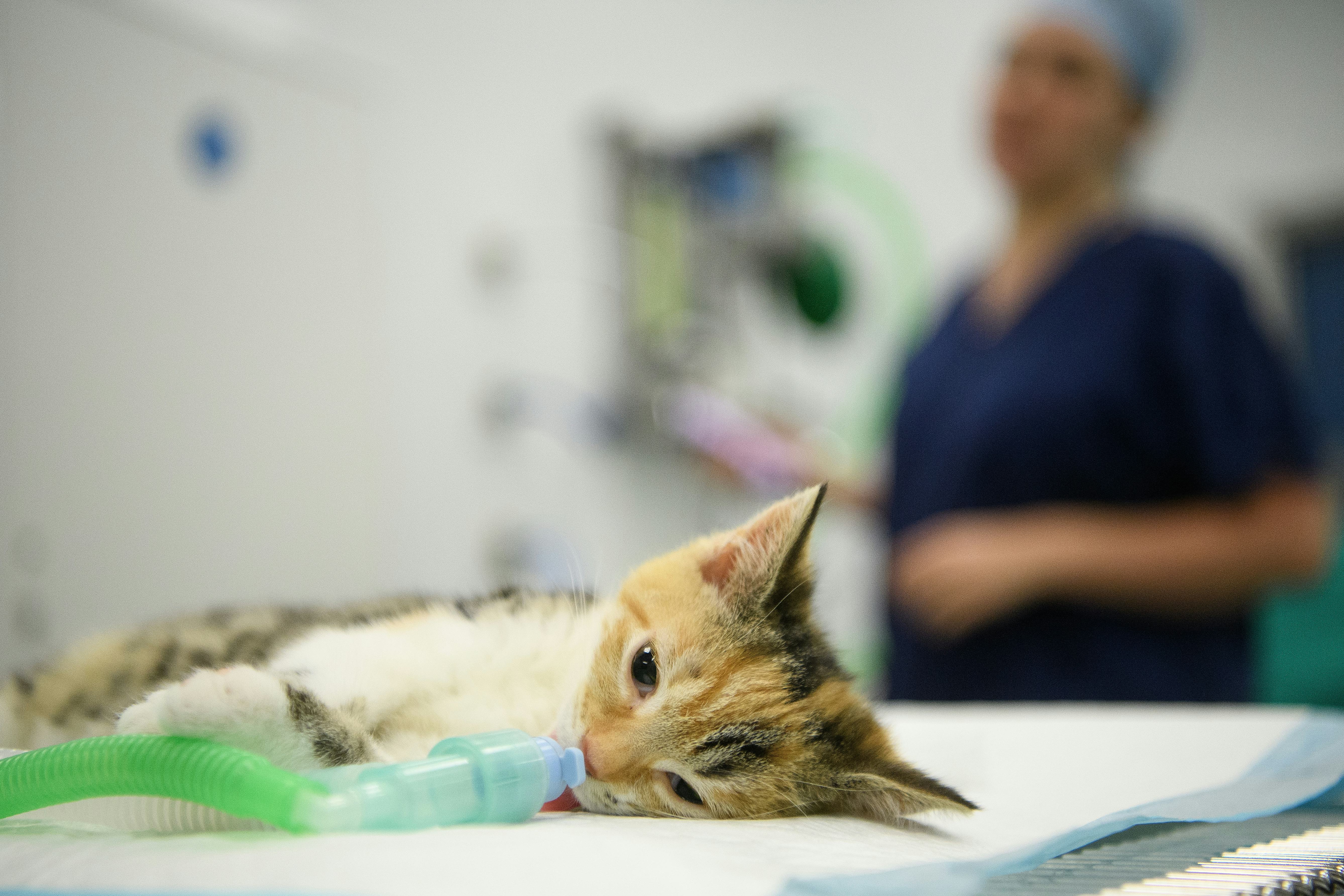 How To Tell A Good Vet From A Bad One, According To Experts