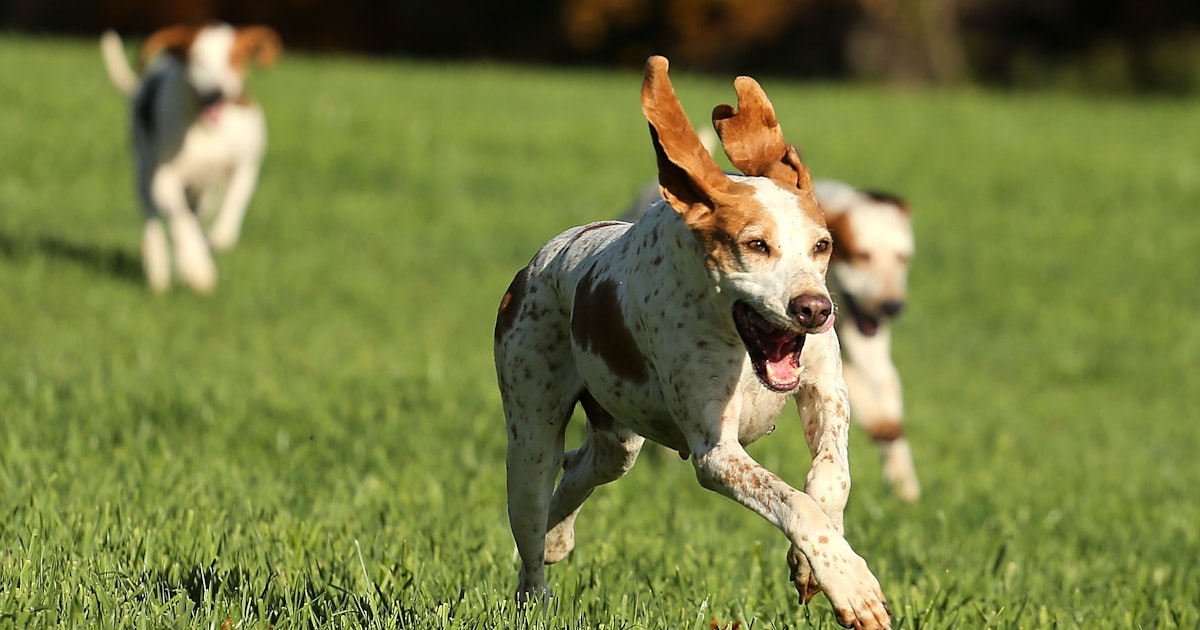 Dogs Can Smell Lung Cancer Biomarkers With 97% Accuracy, A New Study ...