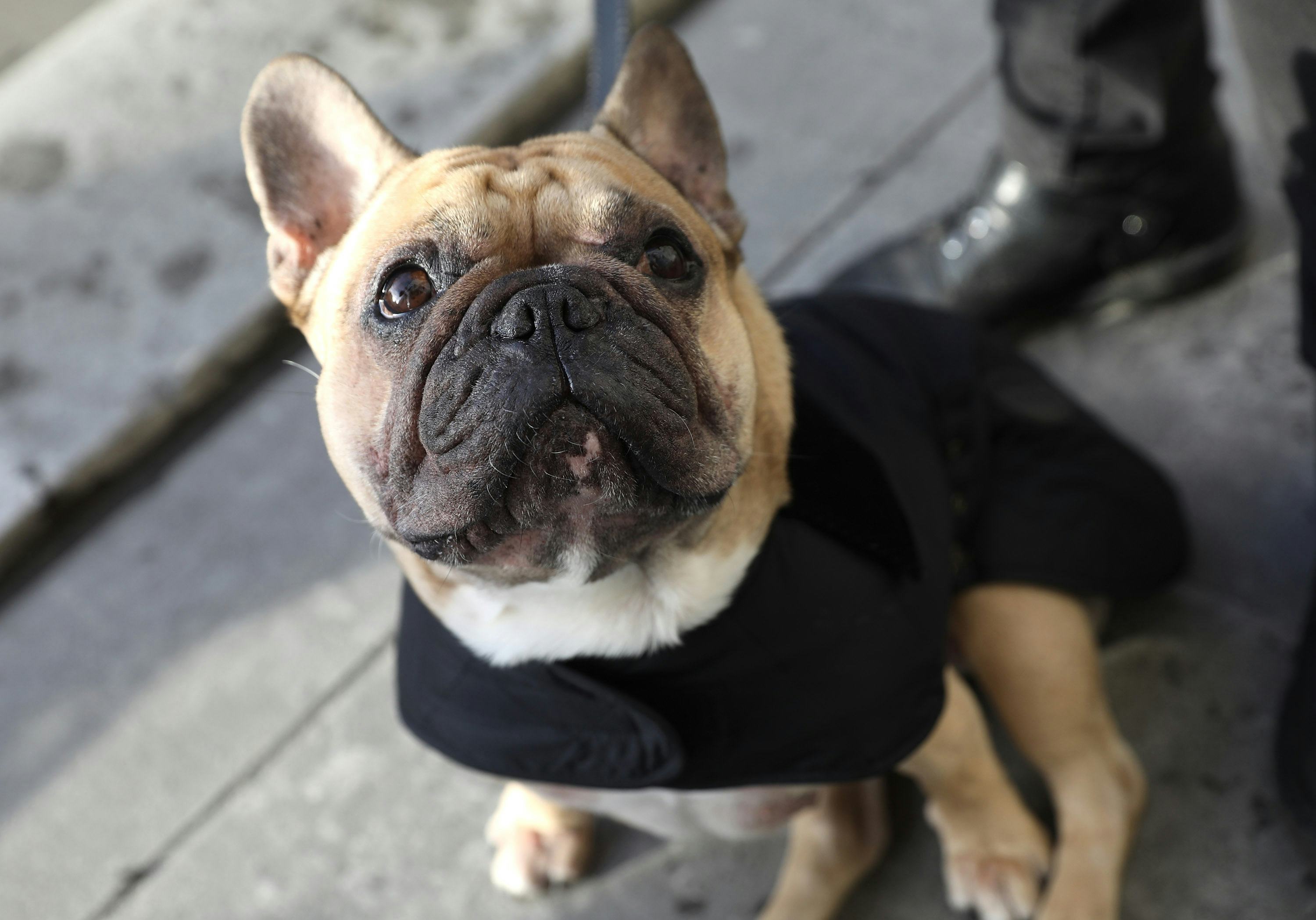 7 Ways To Help Stressed Dogs Calm Down Naturally