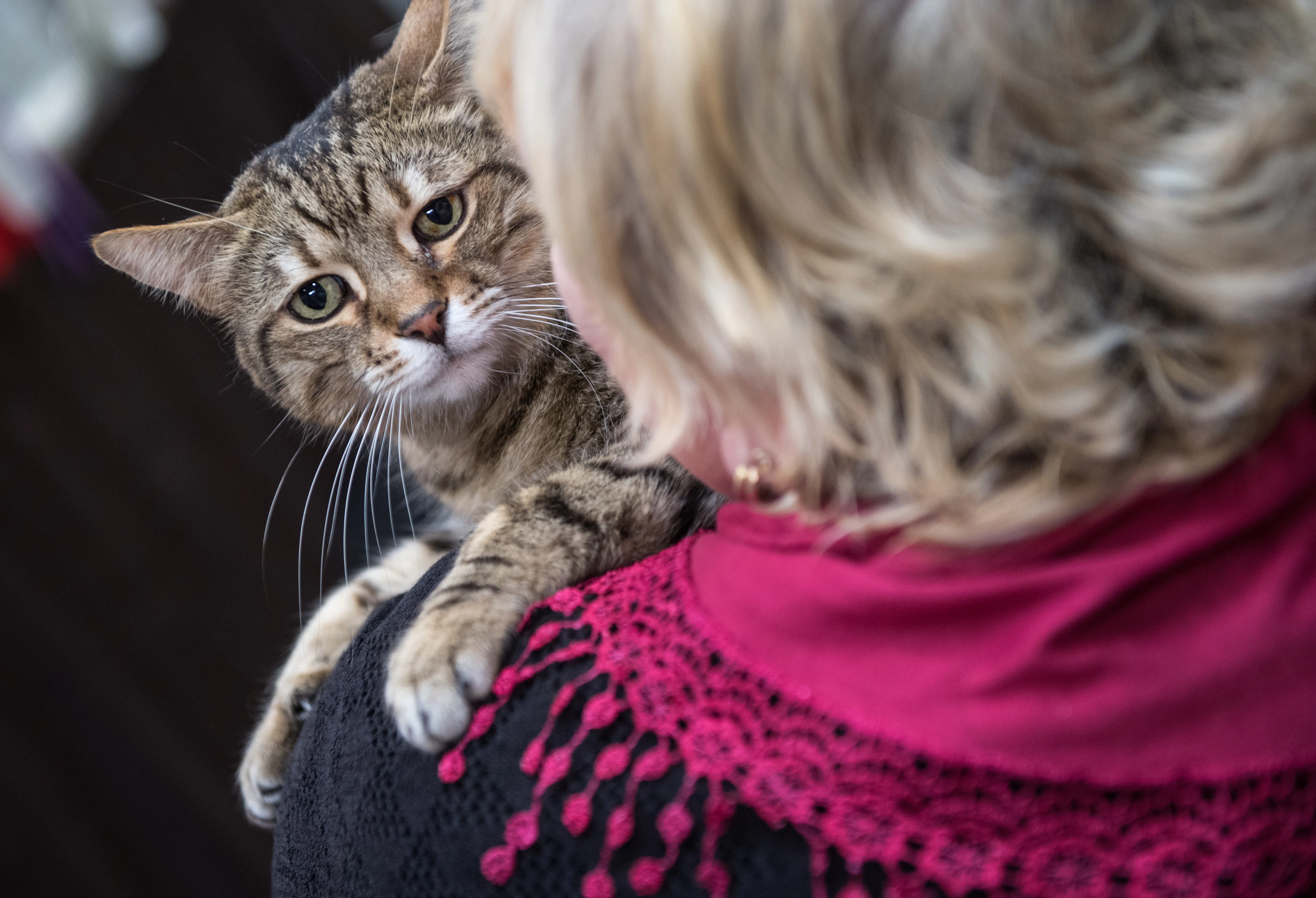 15 Cancer Cat Names For Your Moonstruck Kitty